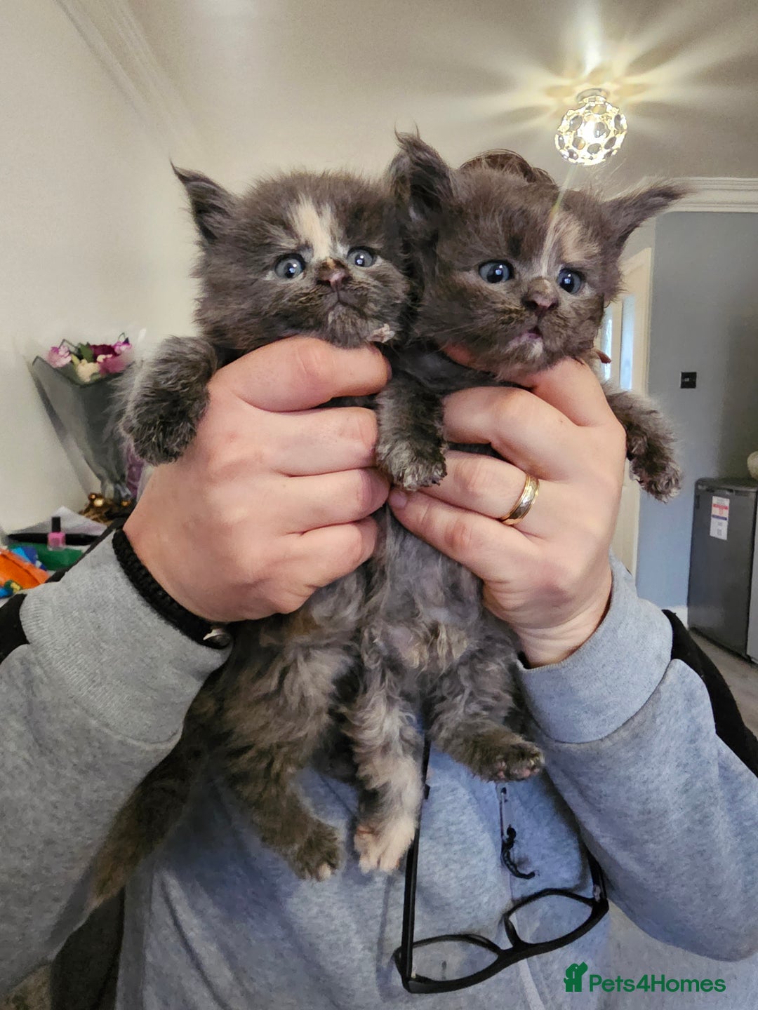 Maine Coon cats for sale: Maine Coon Kittens for Sale –2 Gi - Advert 3