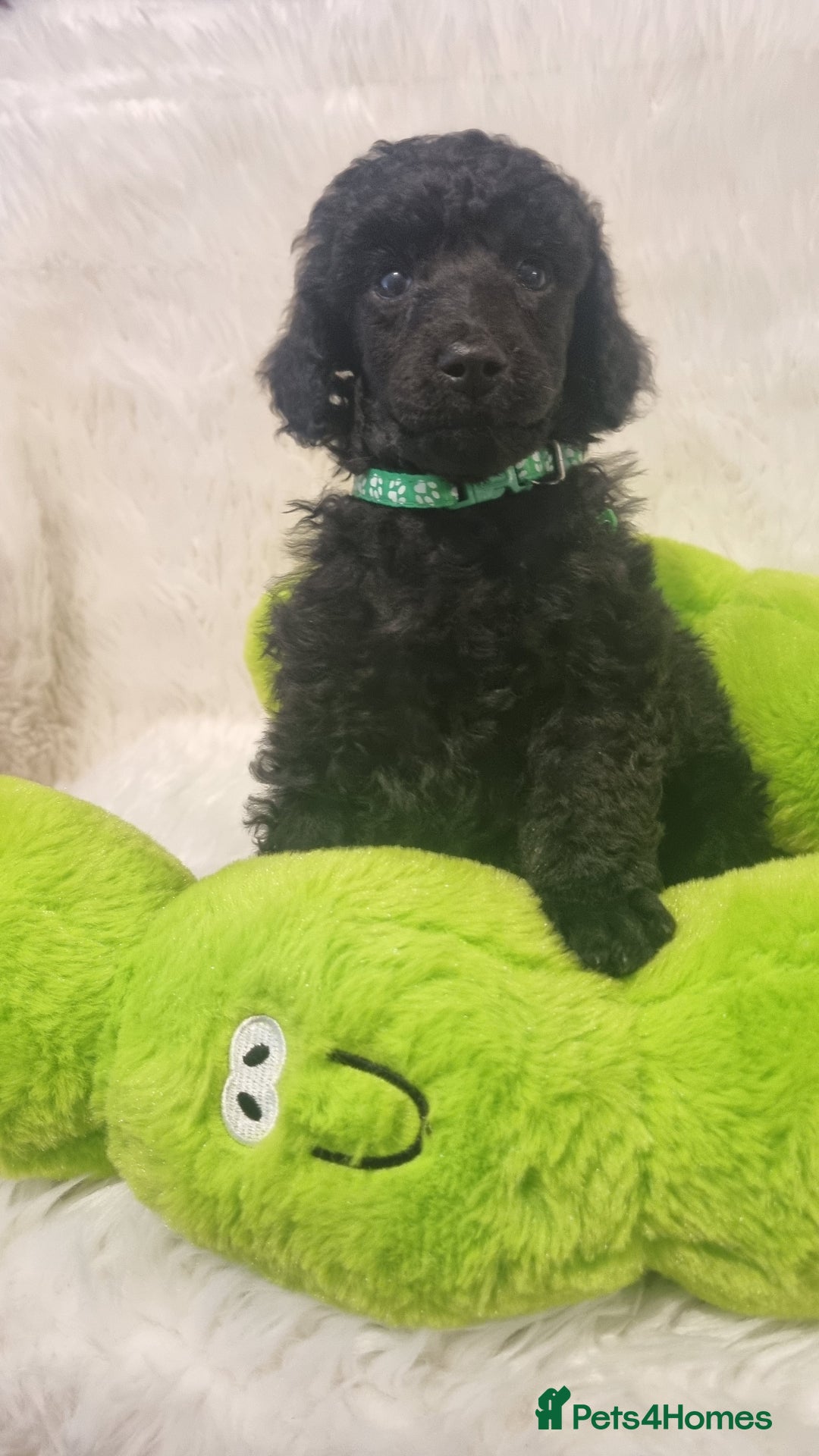 Standard Poodle dogs for sale: Exceptional Health Tested Puppies Due - Advert 3