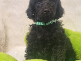 Standard Poodle dogs Exceptional Health Tested Puppies Due - Advert 1
