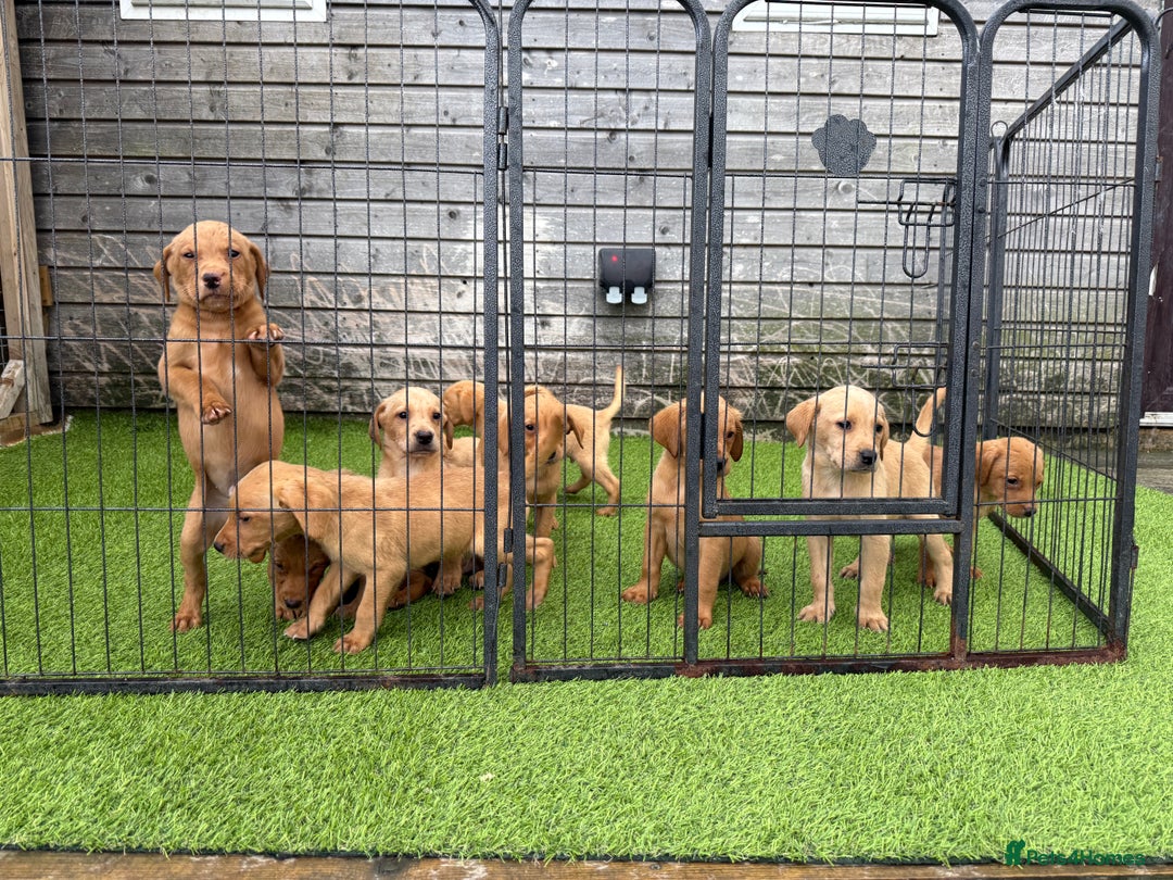Labrador Retriever dogs for sale: Stunning kc registerd fox Red / Golders labradors  - Image 27
