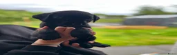 Labrador Retriever dogs for sale: Stunning lab puppies  - Advert 6