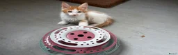 Maine Coon cats for sale: Maine coon kittens - Advert 3