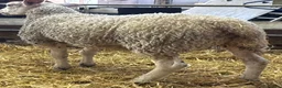 Sheep livestock for sale: Ewe Lambs - Advert 2