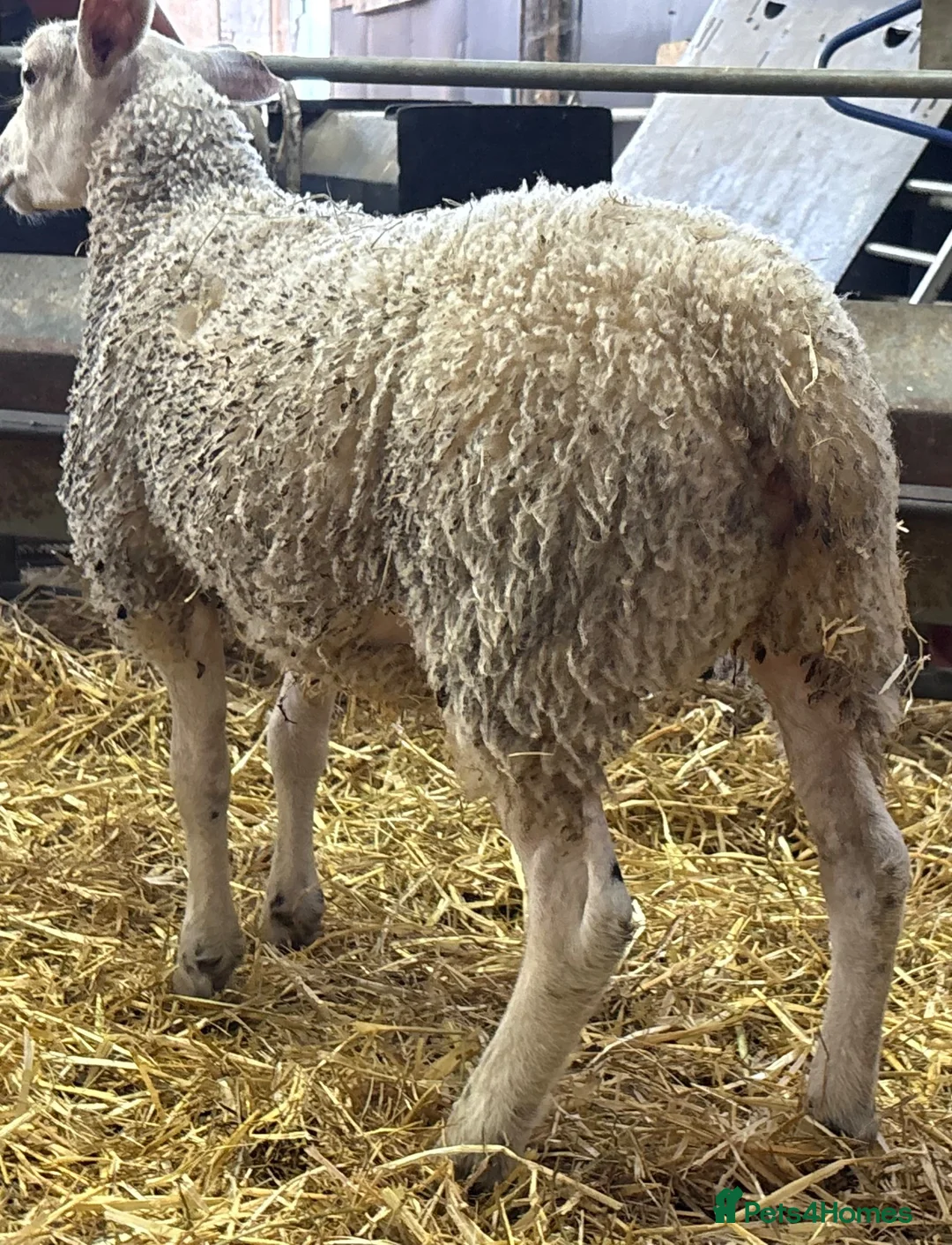 Sheep livestock for sale: Ewe Lambs - Advert 2