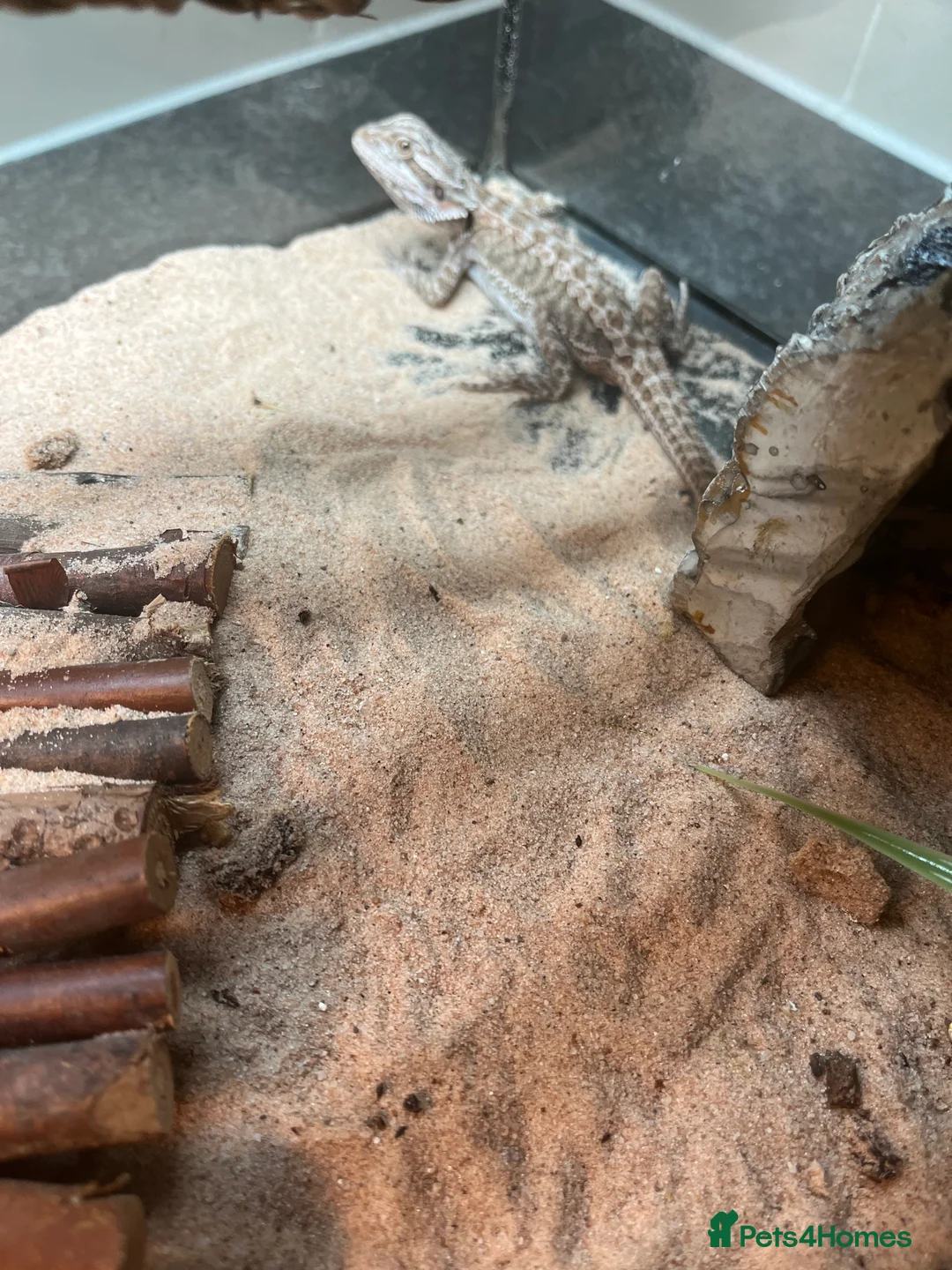Bearded Dragon reptiles for sale: Baby Bearded dragon  - Advert 3