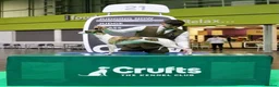 Mixed Breed dogs for sale: Beautiful bedlington x whippet puppies  - Advert 9