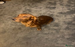 Cocker Spaniel dogs for sale: Working red cocker spaniel puppies for sale - Image 10