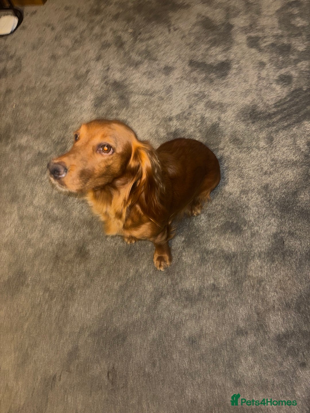 Cocker Spaniel dogs for sale: Working red cocker spaniel puppies for sale - Image 10