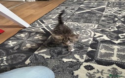Mixed Breed cats for sale: Kittens ready for their new homes - Image 11