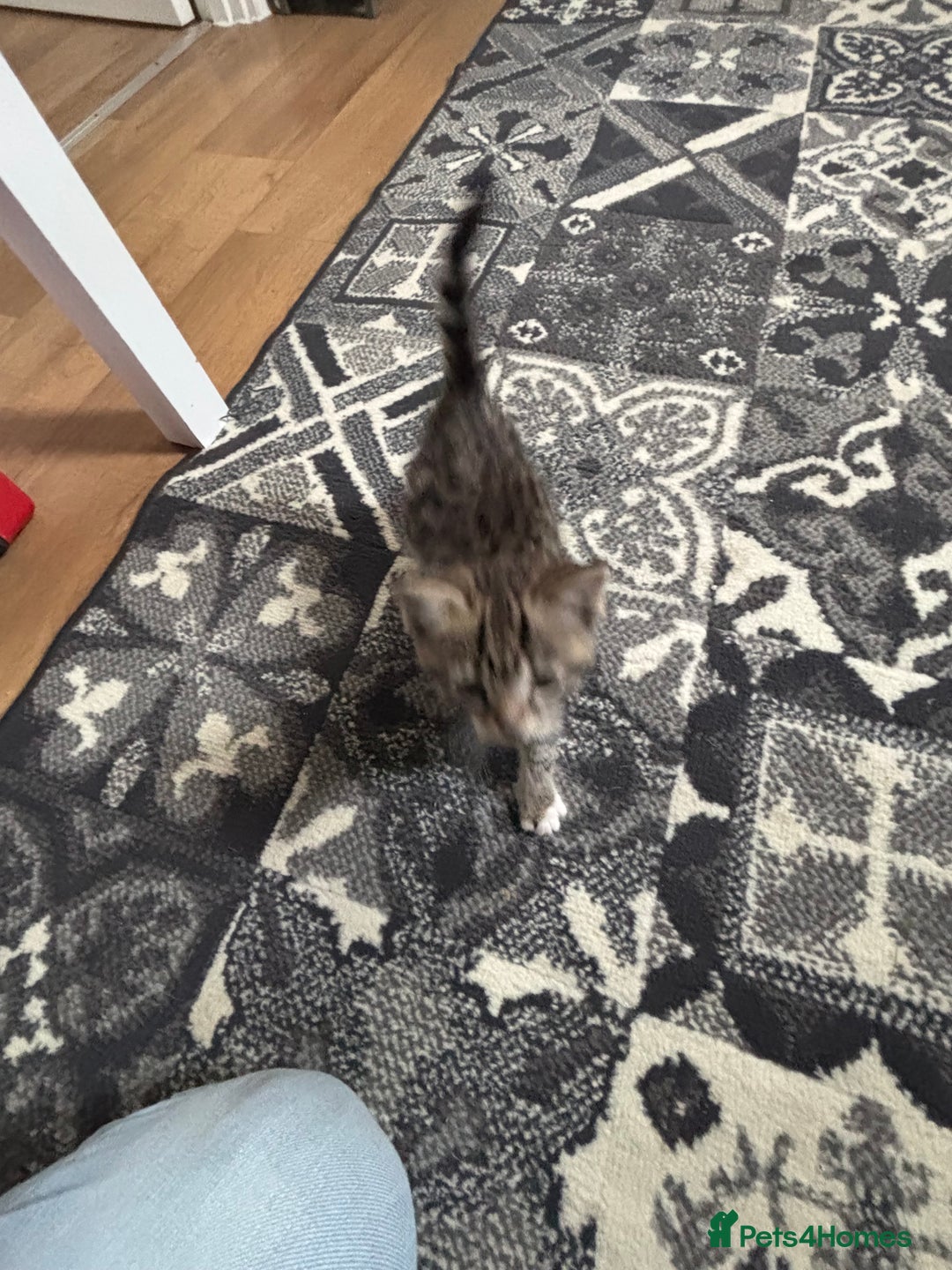 Mixed Breed cats for sale: Kittens ready for their new homes - Image 11