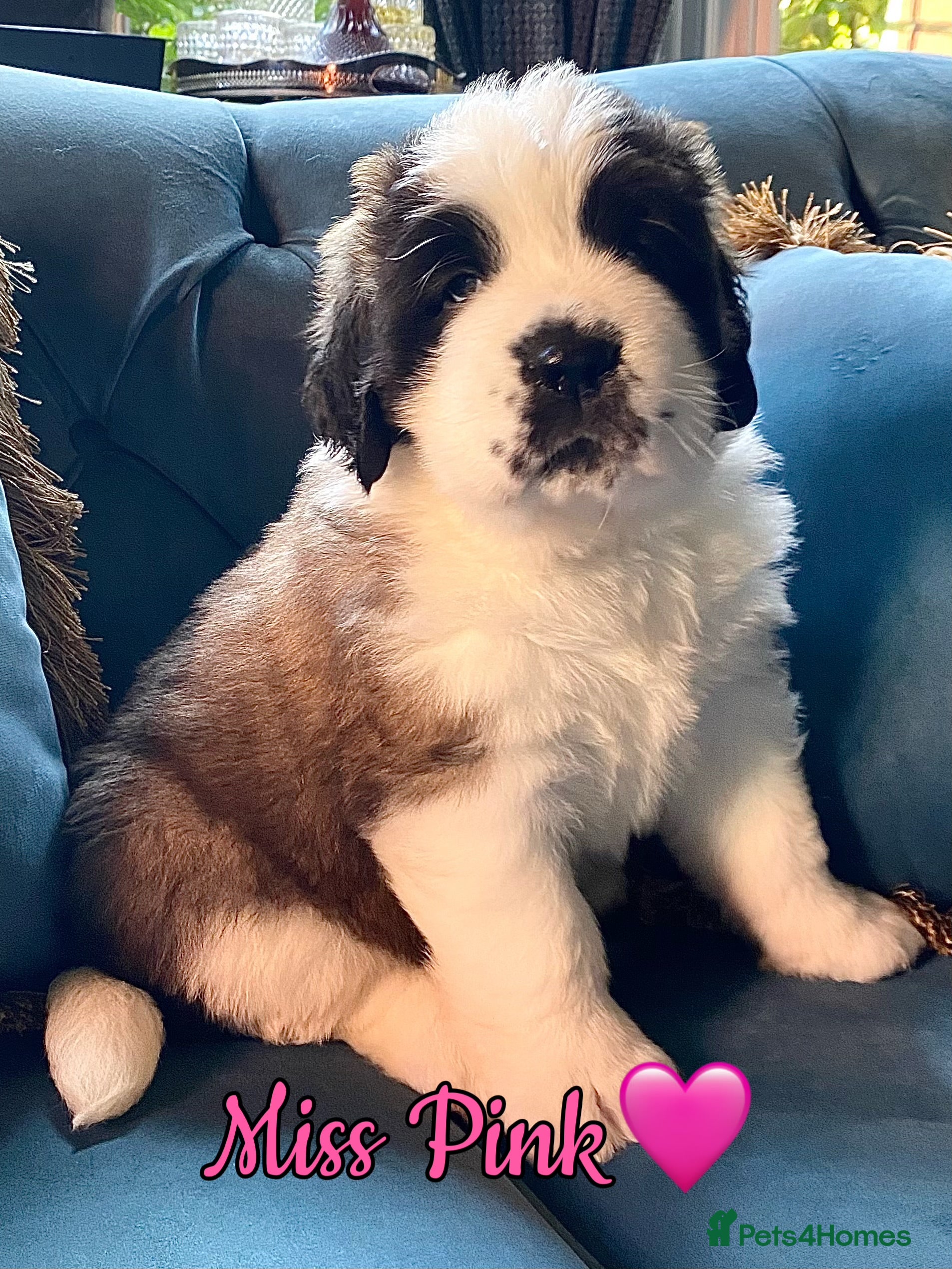 Saint Bernard dogs Outstanding KC Registered Saint Bernard Puppies - Advert 2