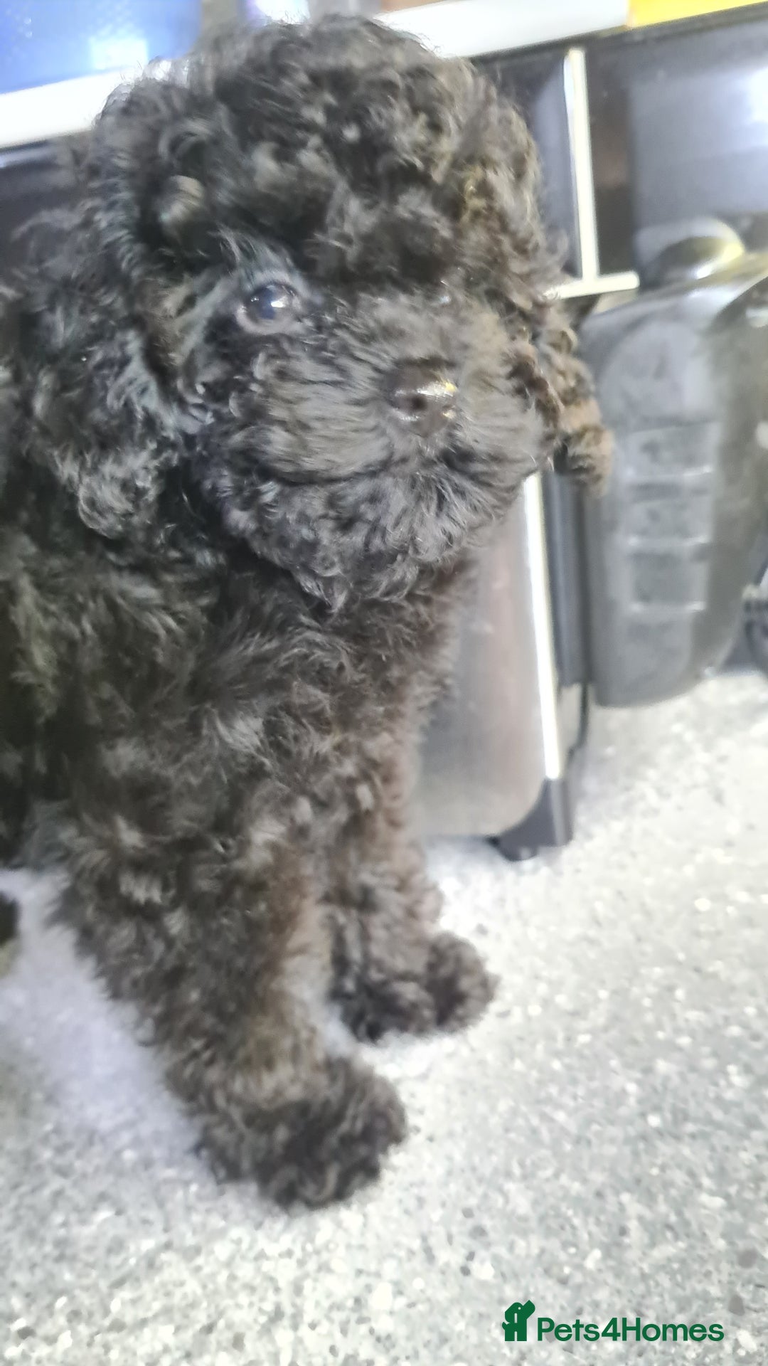 Toy Poodle dogs for sale: Toy poodle puppies  - Advert 4
