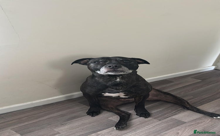 Staffordshire Bull Terrier dogs - Advert 1