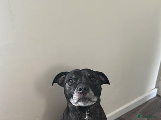 Staffordshire Bull Terrier dogs - Advert 24