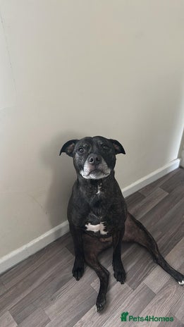 Staffordshire Bull Terrier dogs - Advert 7