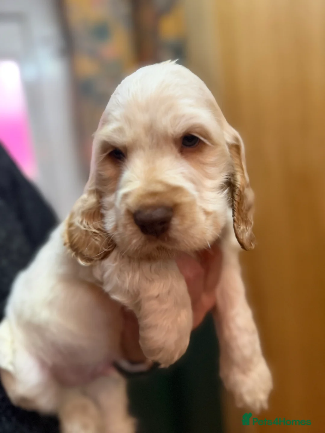 Cocker Spaniel dogs for sale: Show cocker spaniel pups  - Advert 9