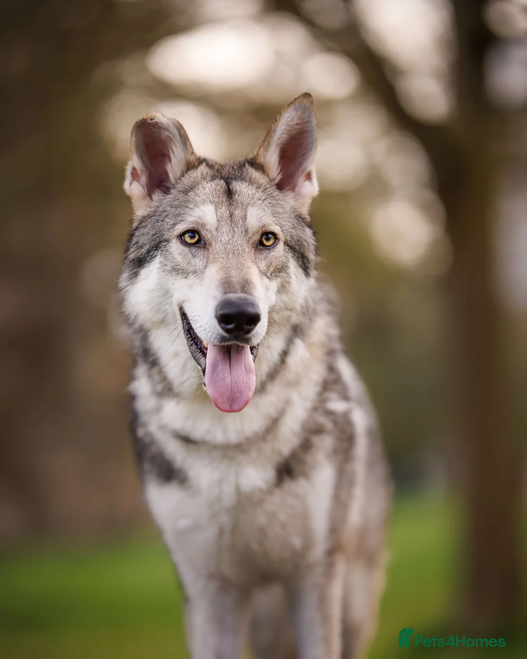 Mixed Breed dogs for sale: Northern Inuit puppy - Advert 5