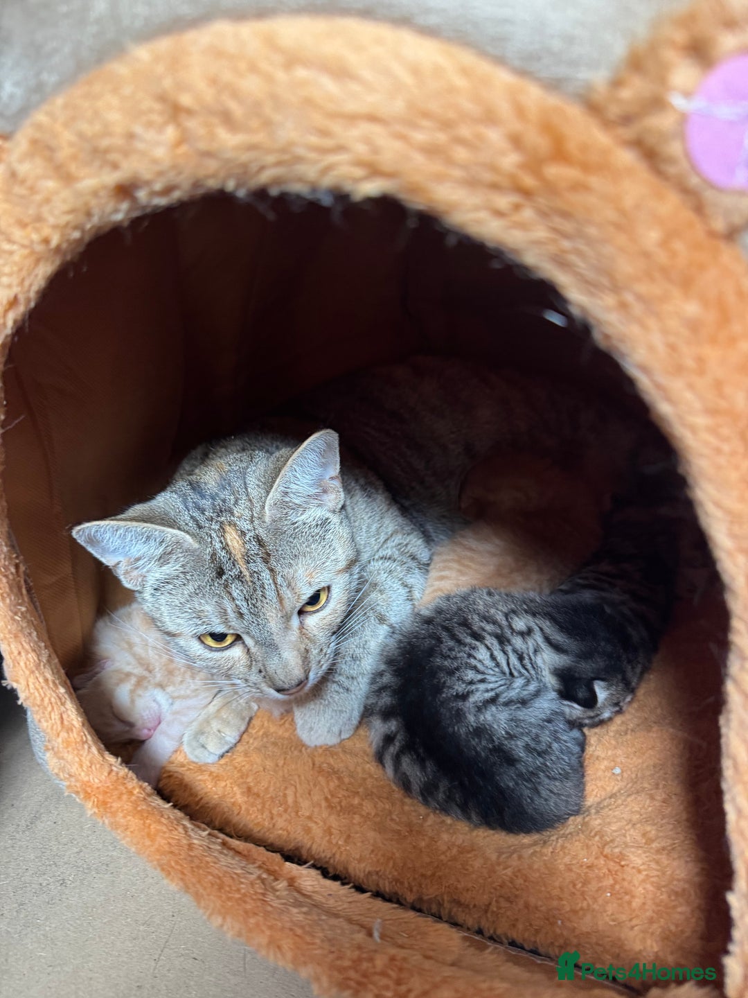 Mixed Breed cats for sale: Kitten Looking for a Loving Home 🐾 - Image 4