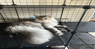 Maine Coon cats - Advert 10