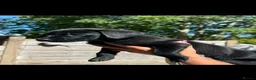 Labrador Retriever dogs for sale: Labrador's  in Chesterfield - Advert 9
