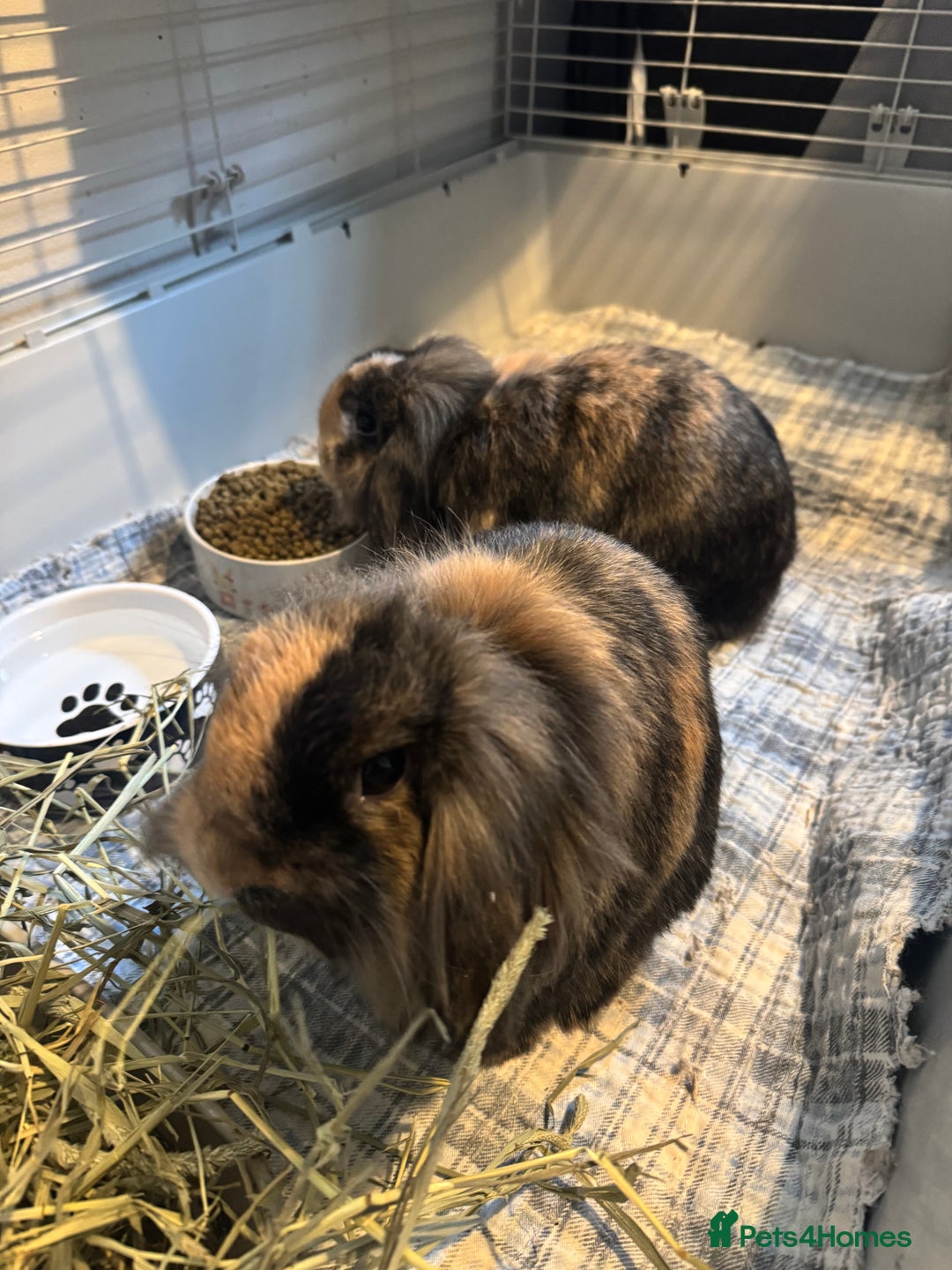 English rabbits for sale: Rabbits for rehoming  - Advert 1