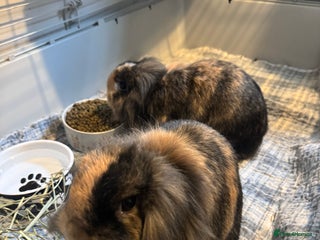 English rabbits Rabbits for rehoming - Advert 2