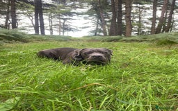 Cane Corso dogs for sale: Forever home for my beloved Stanley  - Image 5