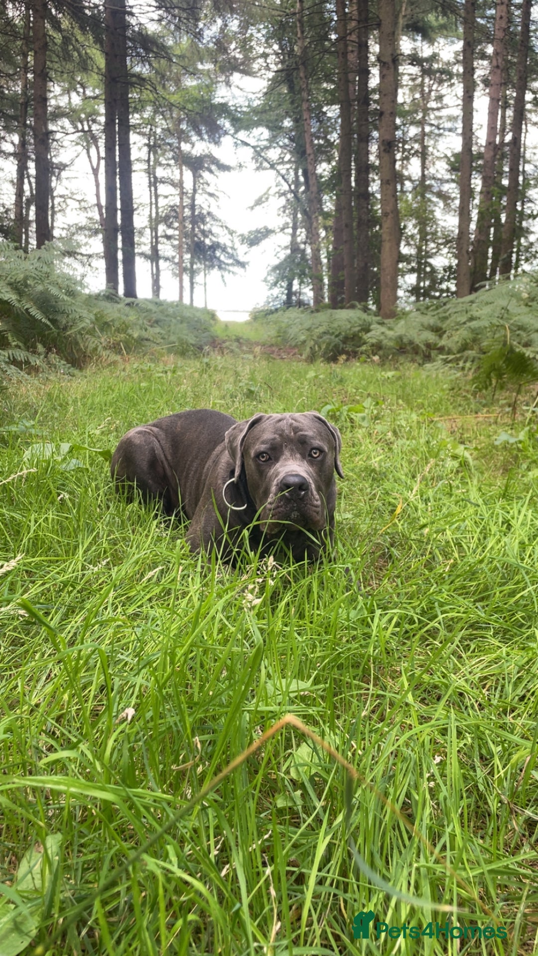 Cane Corso dogs for sale: Forever home for my beloved Stanley  - Image 5