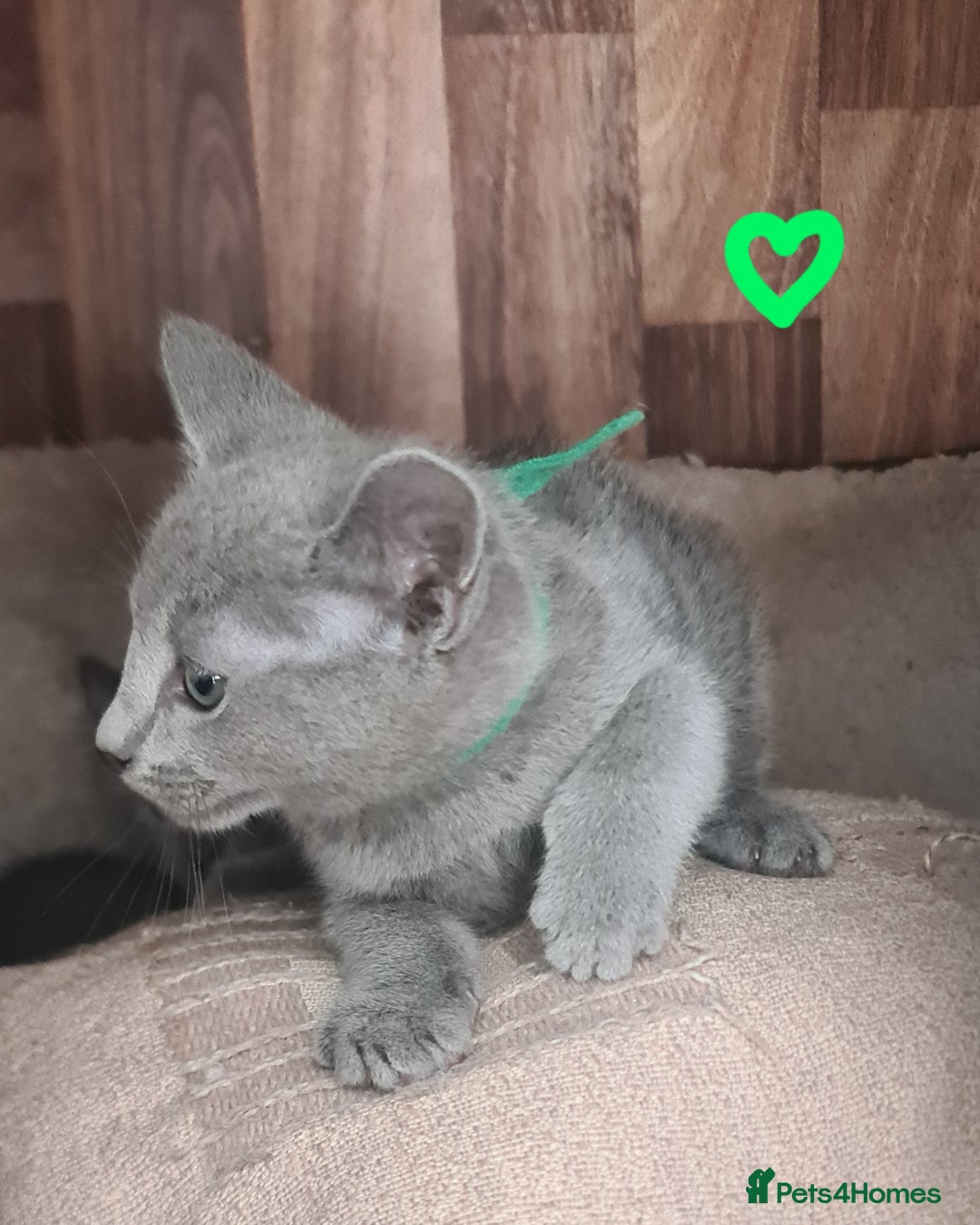 Russian Blue cats for sale: CHAMPION SIred GCCF Russian kittens  in Peterborough - Image 10