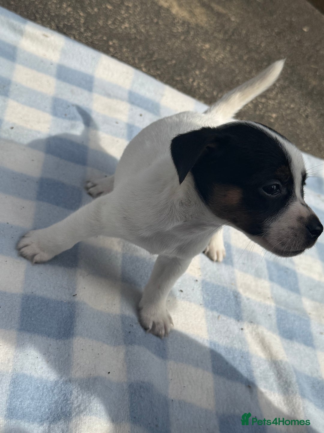 Jack Russell dogs for sale: Jack Russel Puppies For Sale  - Image 10