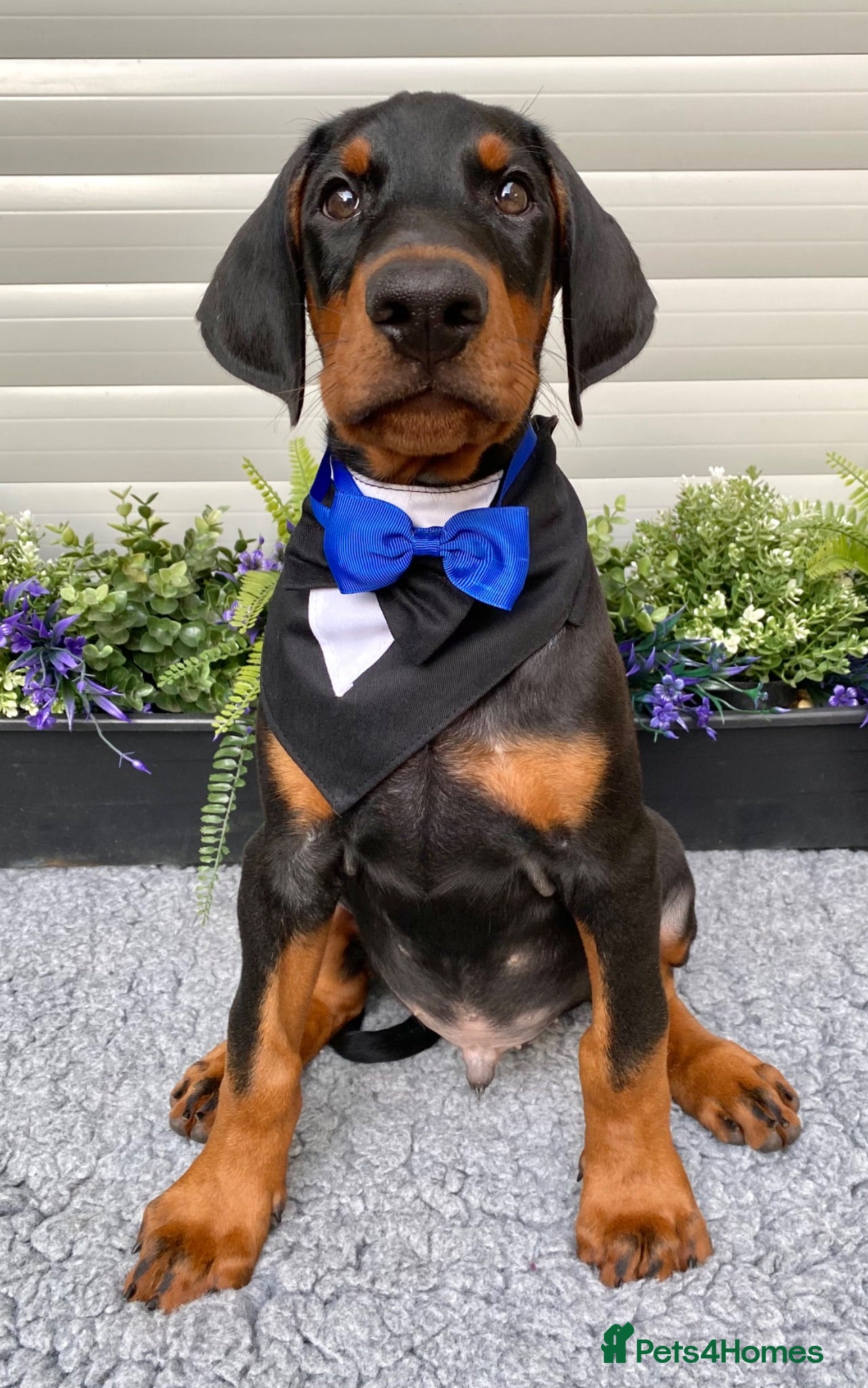 Dobermann dogs *KC REGISTERED* HEALTH TESTED DOBERMAN PUPPIES - Advert 1