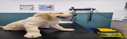 Golden Retriever dogs for sale: READY TO LEAVE Litter of Golden Retriever puppies - Advert 18