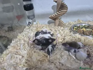 Mouse rodents Fancy mice - Advert 5