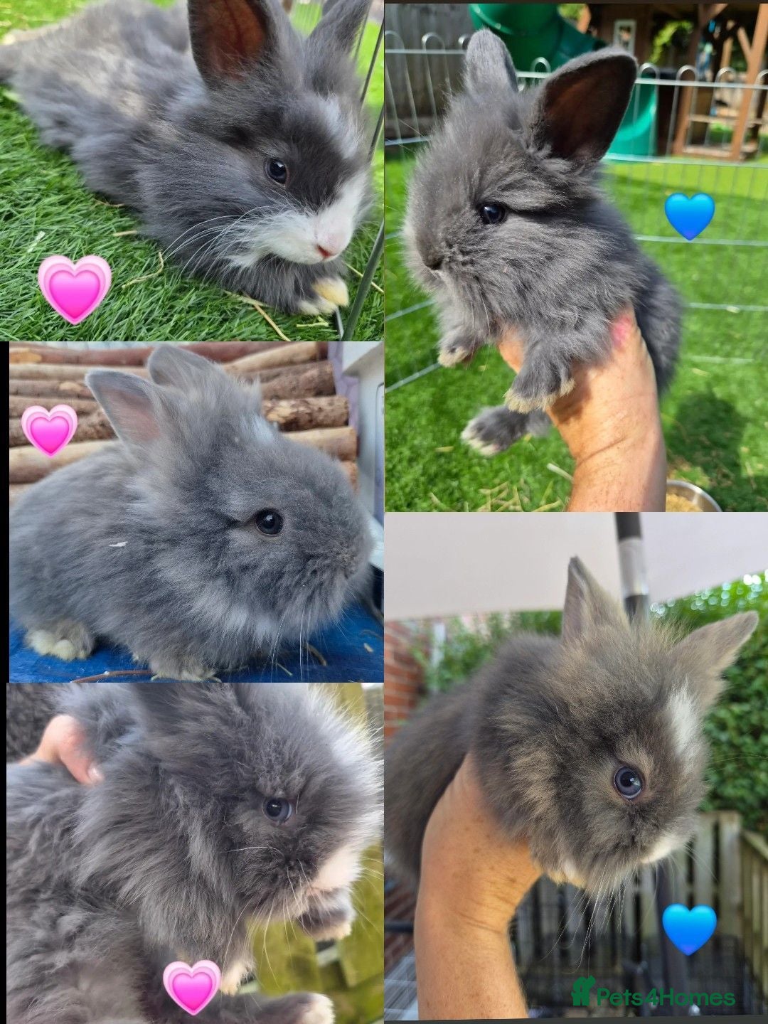 Angora rabbits Angora x lion head available from 29th Aug - Advert 1