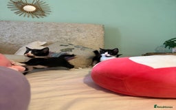 Mixed Breed cats for sale: Good Homes Only - Image 5