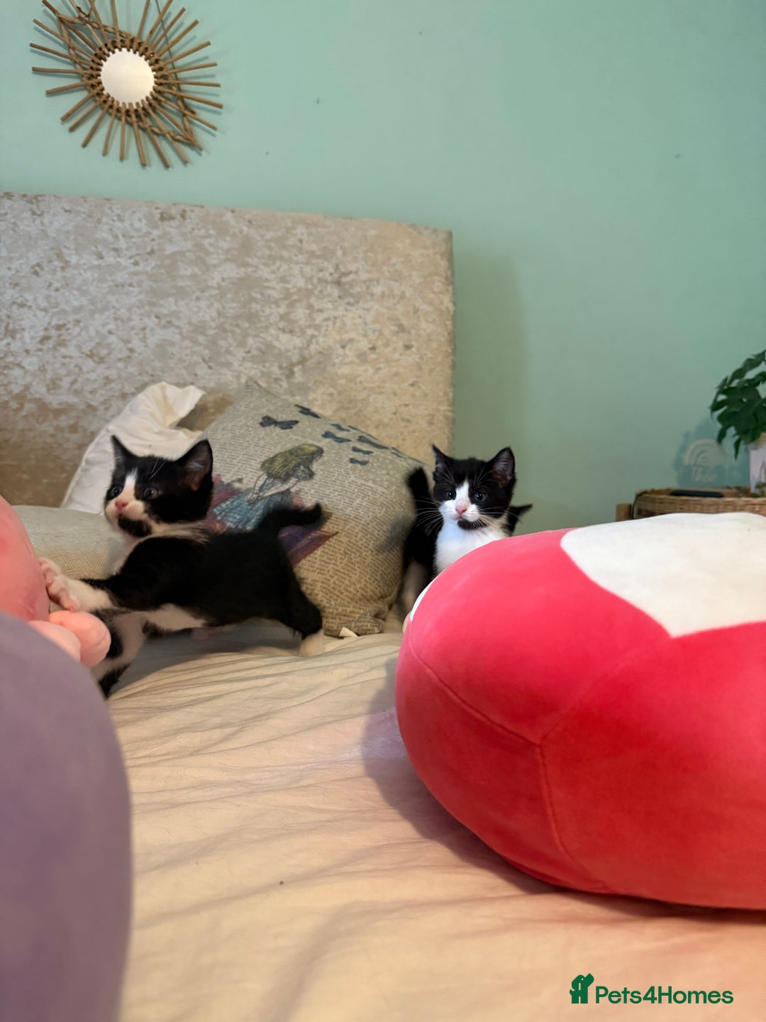 Mixed Breed cats for sale: Good Homes Only - Image 5