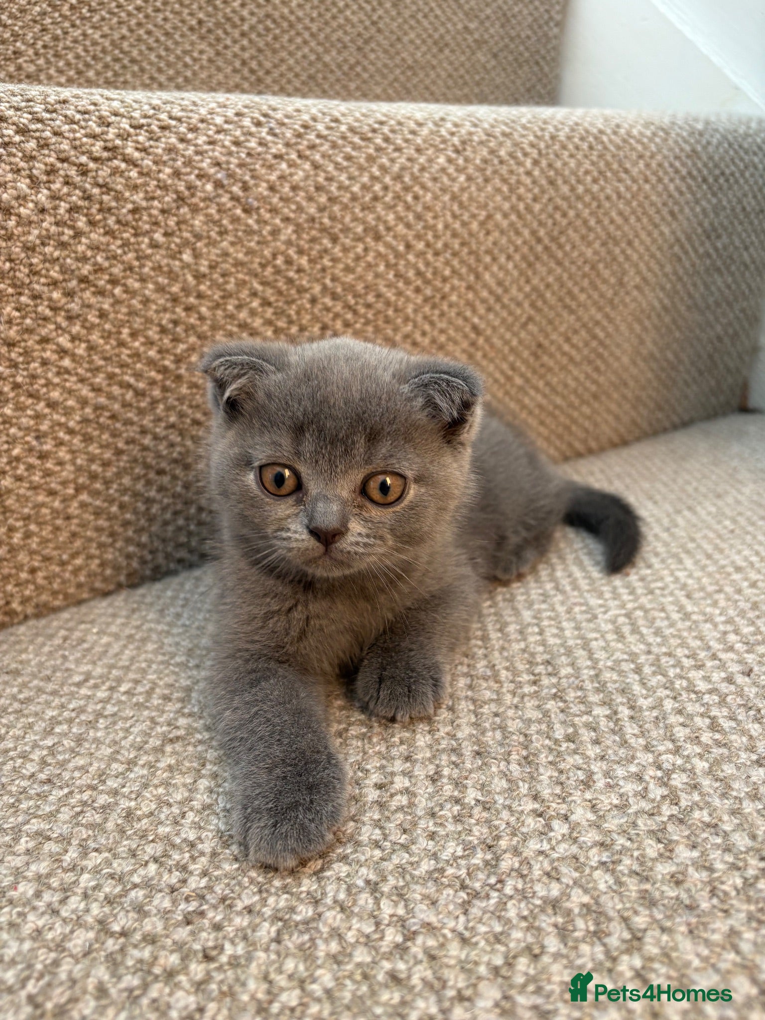 Scottish Fold cats Lovely kittens  - Advert 3