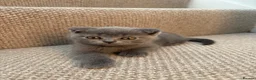 Scottish Fold cats for sale: Playful  lovely Scottish Fold - Advert 1