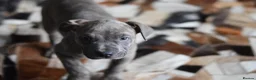 American Bull Staffy dogs for sale: American Staffordshire Terrier - Advert 6