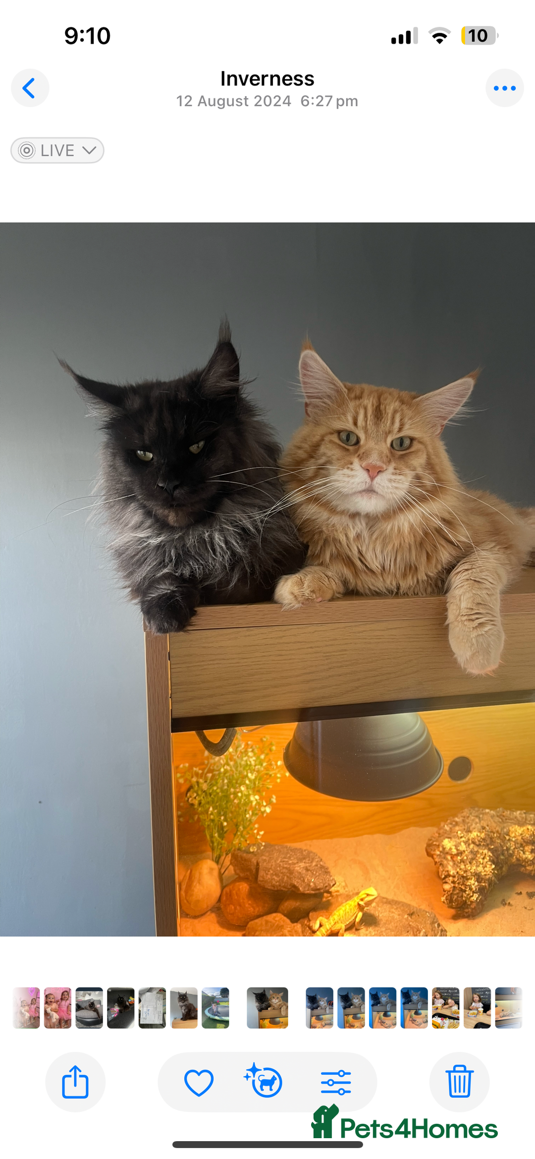 Maine Coon cats for sale: Maine Coon Kittens - Advert 31