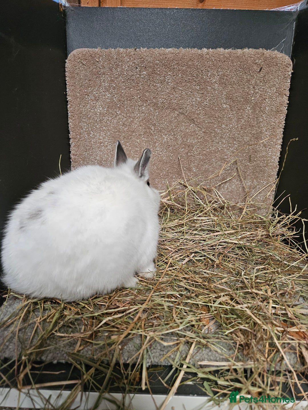 Netherland Dwarf rabbits for sale: Pure Bred Netherland Dwarfs Bucks  - Advert 5