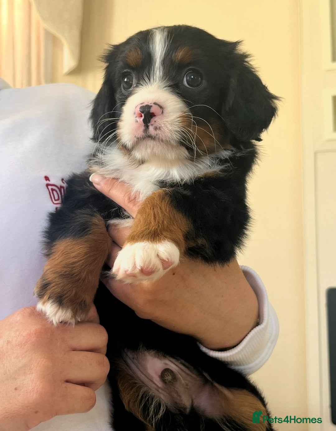 Cavapoo dogs for sale: Tri cavapoo puppy ready now  - Image 2