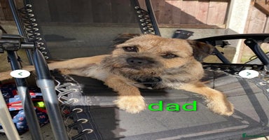 Border Terrier dogs - Advert 2
