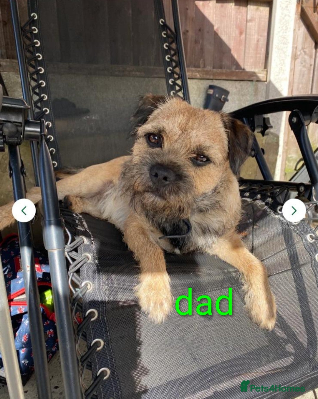 Border Terrier dogs for sale: Border terrier pups  - Image 3