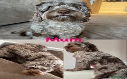 Cockapoo dogs for sale: Adorable F2 Cockapoo Puppies, Ready 12 Oct - Image 5