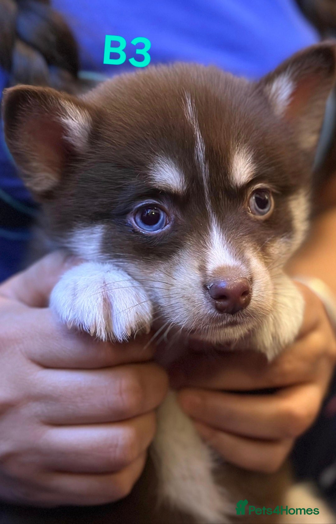 Pomsky dogs for sale: Blue Eyed F4 Toy Pomskies - Advert 32