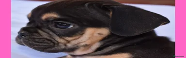 Bonnie
