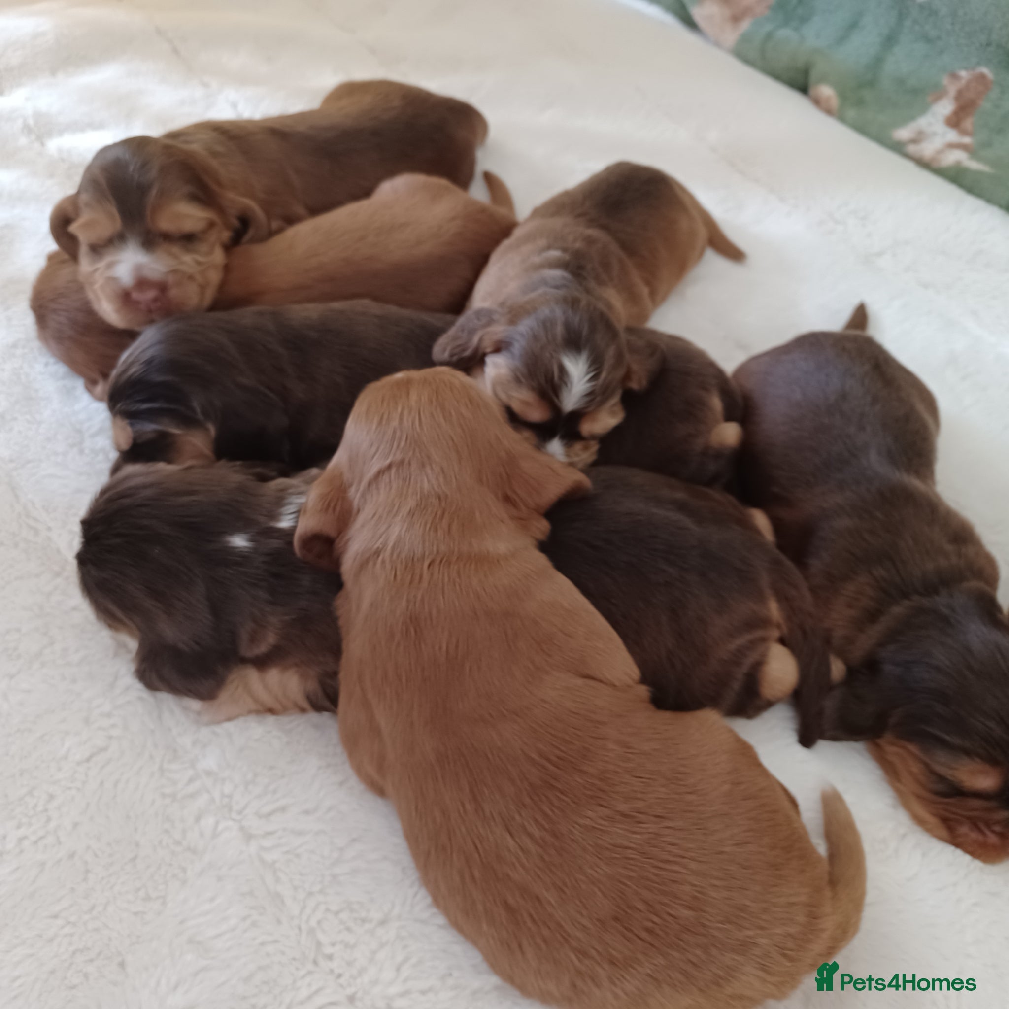Cocker Spaniel dogs 🌟 OUTSTANDING KC SHOW COCKER SPANIELS 🌟 - Advert 1