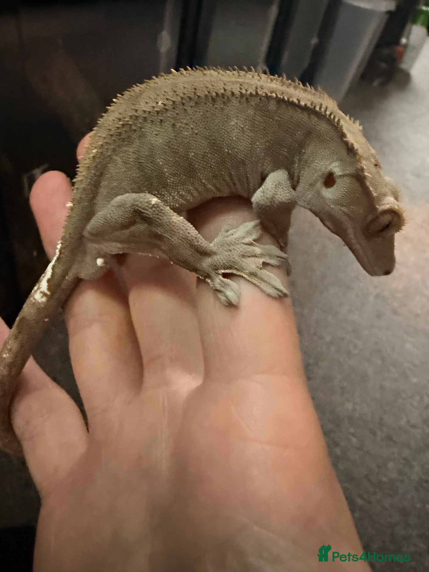 Gecko reptiles Male crested gecko - Advert 3