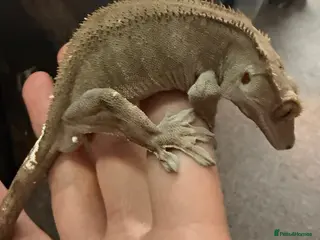 Gecko reptiles Male crested gecko - Advert 1